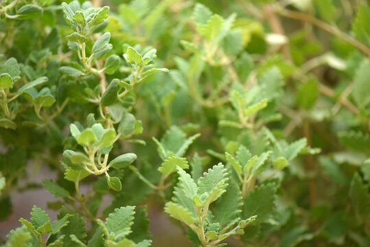Myrrh is a medicinal plant of the species Commiphora myrrha, also known as Arabic myrrh.