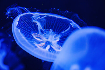 Eared aurelia, or eared jellyfish in the aquarium. 