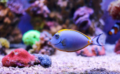 Fototapeta na wymiar Naso Elegans - Orange-spine unicorn naso tang fish in reef aquarum tank