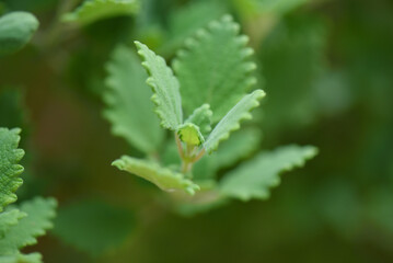 Myrrh is a medicinal plant of the species Commiphora myrrha, also known as Arabic myrrh.