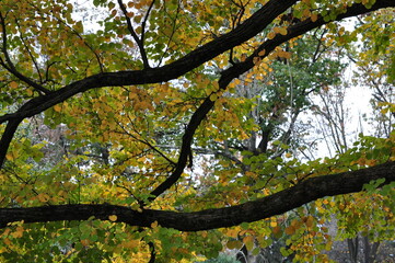 tree in autumn