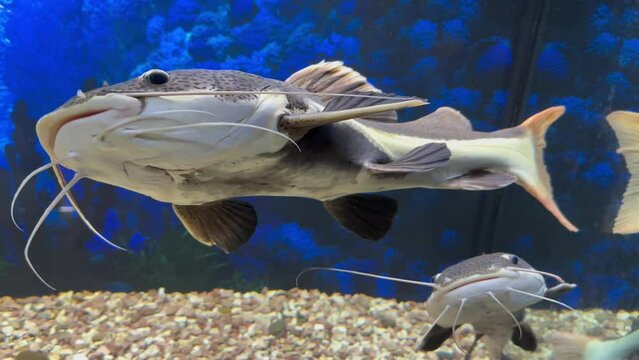 Red-tailed catfish swim in an aquarium with a blue background