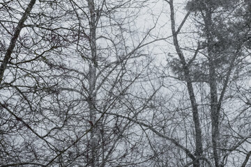 Snowy winter background with trees. Wintertime nature details.