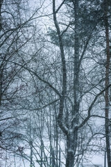 Snowy winter background with trees. Wintertime nature details.