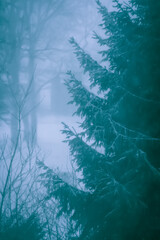 Snowy winter background with trees. Wintertime nature details.