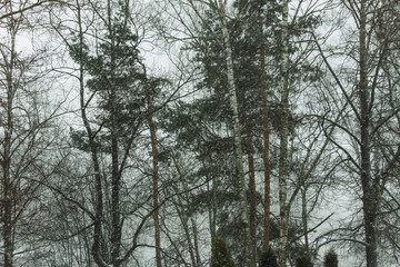 Snowy winter background with trees. Wintertime nature details.