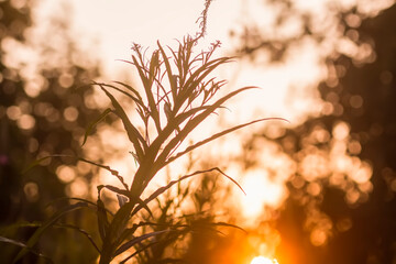 Wildflowers and grass in a meadow in the bright golden light.