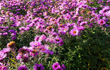 Purple aster flowers in bloom in autumn day.