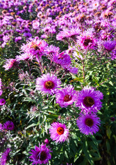 Purple aster flowers in bloom in autumn day.