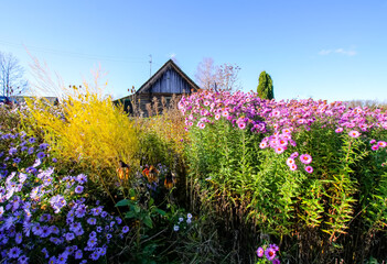 Bright flowers in bloom in autumn day. Autumn nature details in the countryside.
