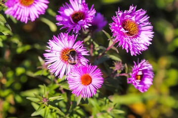 Obraz premium Purple aster flowers in bloom in autumn day.