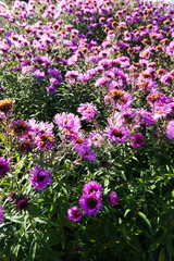 Fototapeta premium Purple aster flowers in bloom in autumn day.