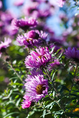 Purple aster flowers in bloom in autumn day.