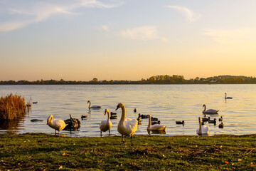 Swans and ducks on the river coast in autumn sunset light in Latvia.