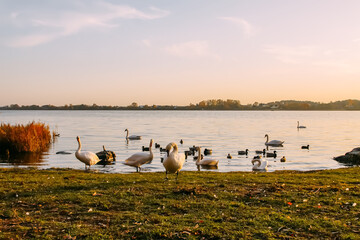 Swans and ducks on the river coast in autumn sunset light in Latvia.