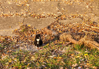 Domestic cat walks on the field
