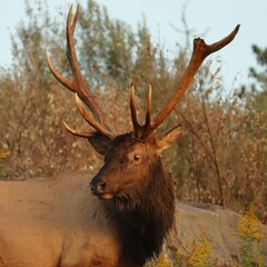 Broken Antler Not Broken Spirit Elk Bull After a Major Rut Fight Battle