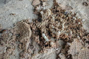 an asian hornets nest destroyed