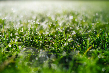 Grass in the dew during dawn. Nature. Bright sunlight. Wet plants in the forest. Photo for design...