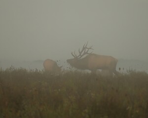 Majestic Elk Bull Rut Scene