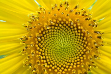 sunflower close up