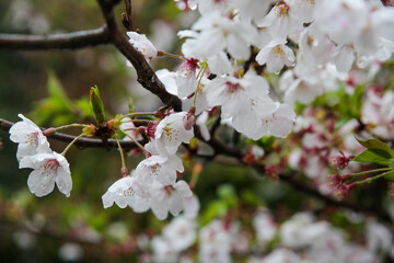 公園に咲くソメイヨシノの花