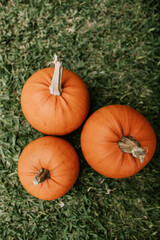 Three pumpkins on the grass