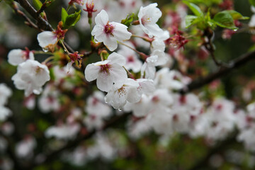 公園に咲くソメイヨシノの花
