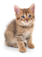 Kitten on white background.