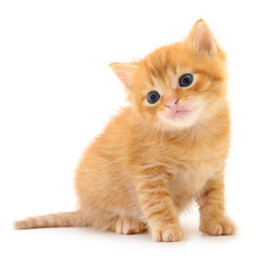 Obraz premium Kitten on white background.