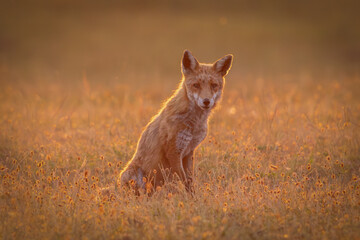 red fox in the wild