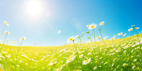 sunny meadow with daisies