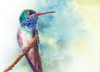 Colibrí Esmeralda © Cecilia Rivera