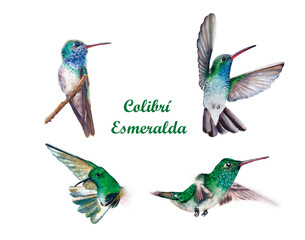 Colibrí Esmeralda © Cecilia Rivera