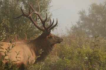 Majestic Bull Elk During the Fall Rut 