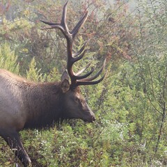 Naklejka na ściany i meble Majestic Bull Elk During the Fall Rut 
