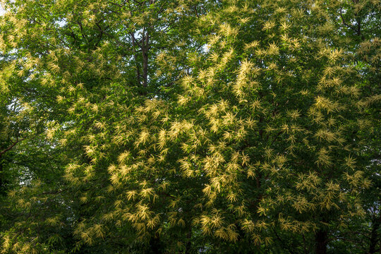 Candela yellow chestnut flower in forest with cloudy sky horizontal