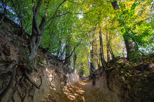 Korzeniowy Dol Gorge - Kazimierz Dolny