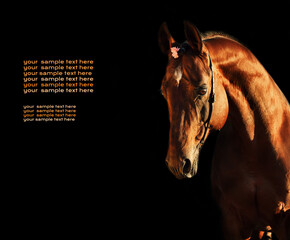 beautiful portrait of wonderful   sportive  stallion against black background with free space for...
