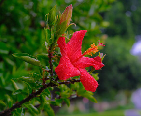 Wet Red Hibiscus Flower