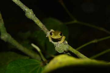 Small-eared Treefrog (Rheohyla miotympanum) on a branch 