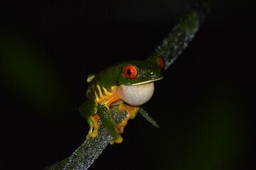 Naklejka premium Red-eyed tree frog (Agalychnis taylori) in the night