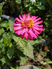 Obraz premium pink and white flower