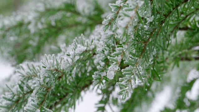Heavy branches of western hemlock with green frozen needle-like leaves covered with ice shivering on wind. Winter time in wood with evergreen trees. High quality 4k footage