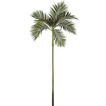 Beautiful Tropical Tree With Transparent Background