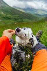 POV of a mountaineer giving a treat to his border collie sheepdog in the mountains. Mountaineer...