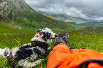 Border collie breed dog with blue eyes looking sweetly at its owner in the mountains. Sheepdog in...