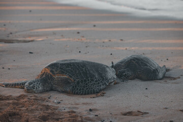 Sea turtles resting on the beach 