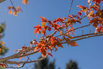 Blazing maple tree leaves on a branch 