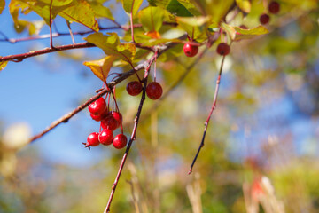 Winter berries on a tree